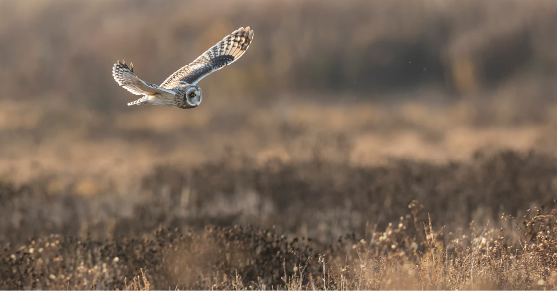 Owl flying over grassland