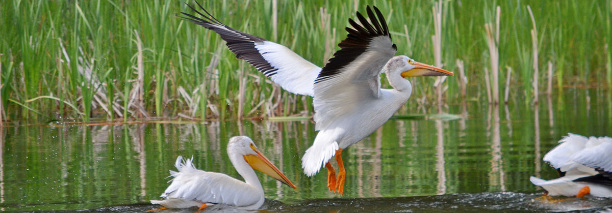 White pelicans along a river in Northern Saskatchewan, Canada