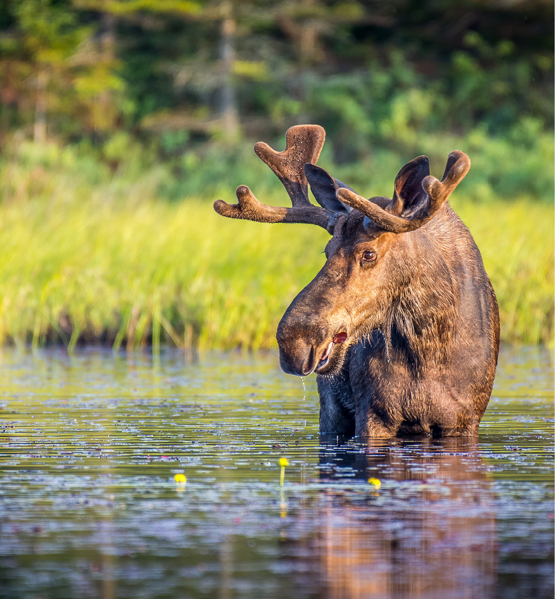 A bull moose eating lily pads in the lake in early morning. Shot in Algonquin Provincial Park, Ontario, Canada.