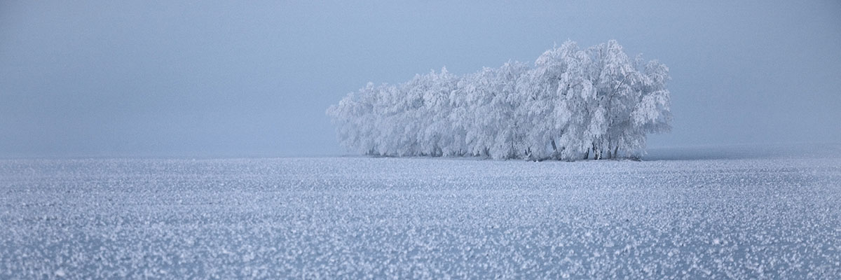 Winter Frost on a tree in a frozen northern Saskatchewan field