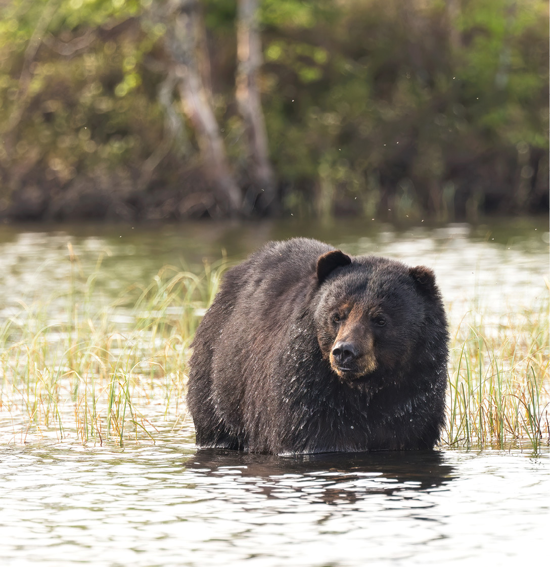 A black bear cools off in a Canadian lake.