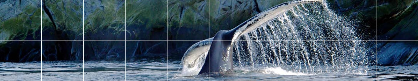 Humpback whale tail and gull