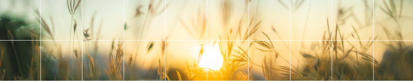 Banner: Prairie grasses at twilight