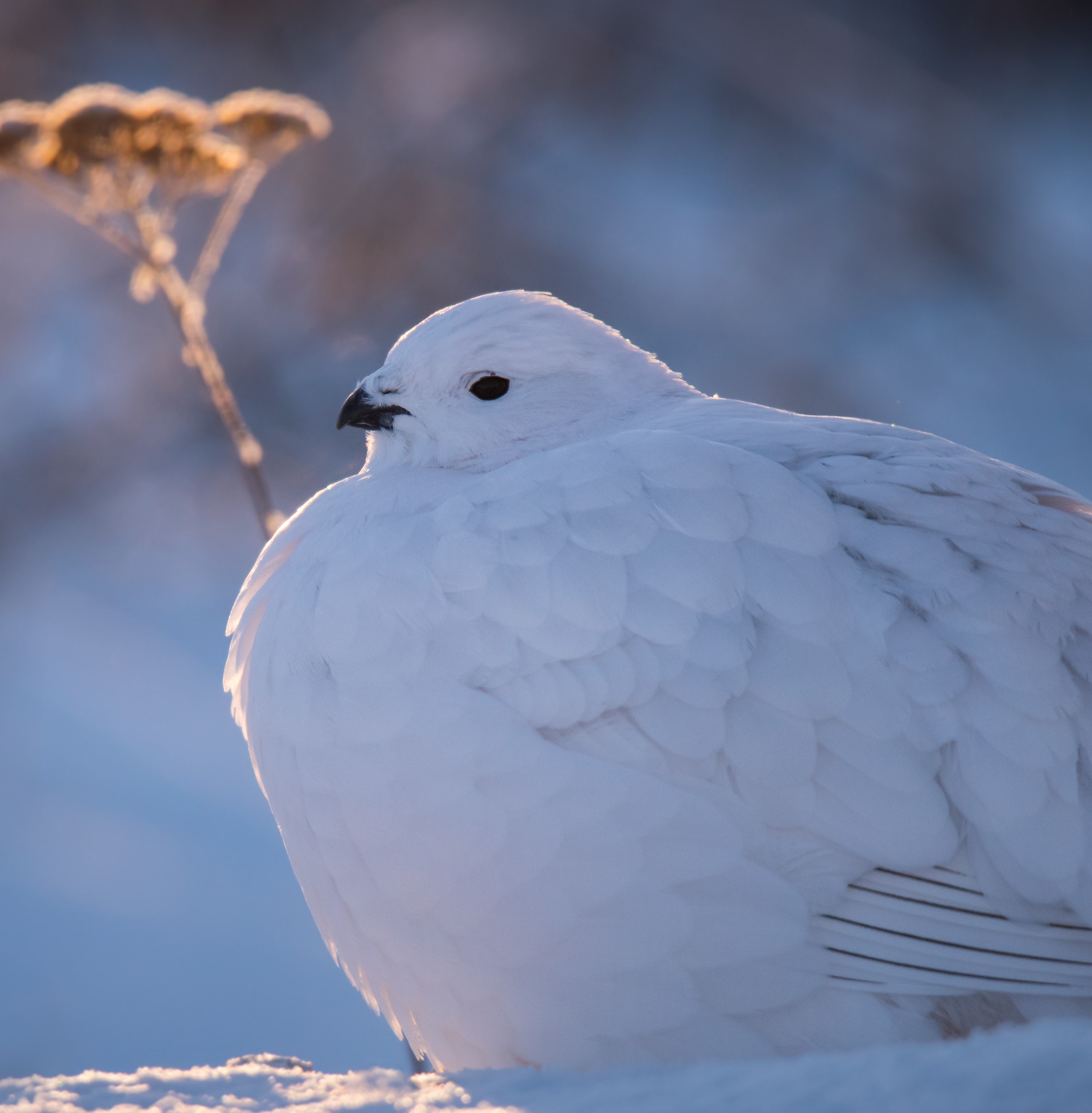 Ptarmigan catches last rays of setting sun with common yarrow in the background