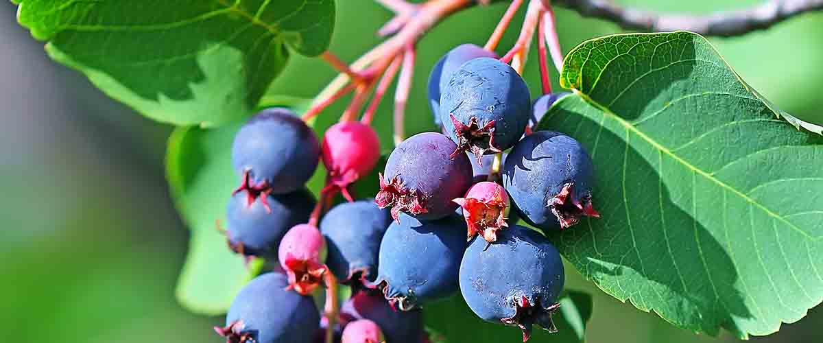 Saskatoon berries