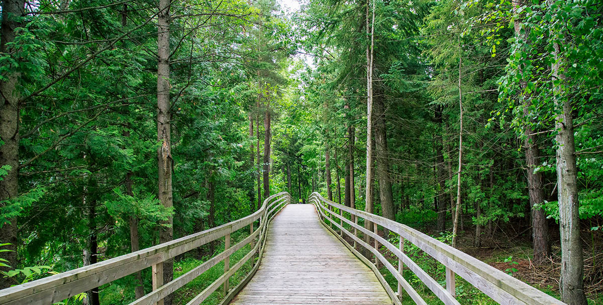 Wooden Boardwalk in forest