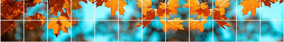 La photo montre des feuilles aux couleurs d’automne sous un ciel bleu.