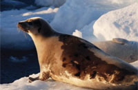 Seal on ice floe
