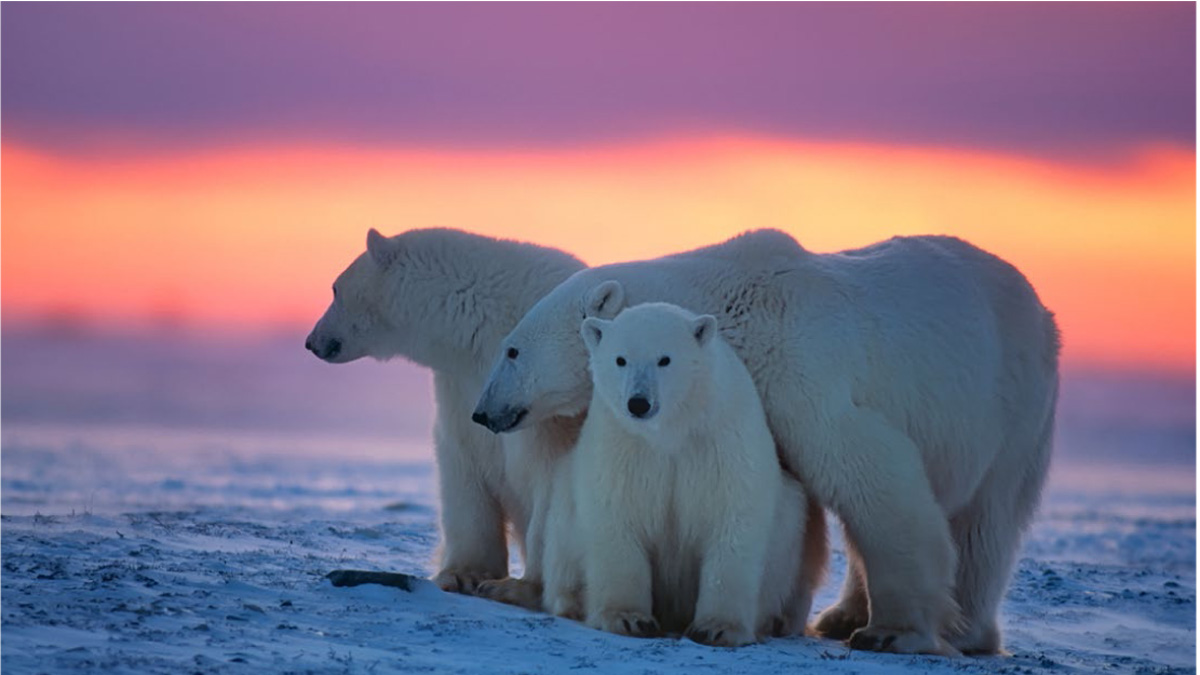 Trois ours polaires