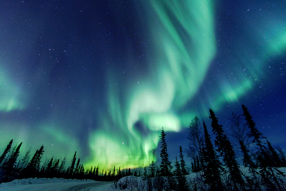 Winter scene of Boreal Forest spruce trees under green and yellow Northern Lights, Yellowknife, Northwest Territories