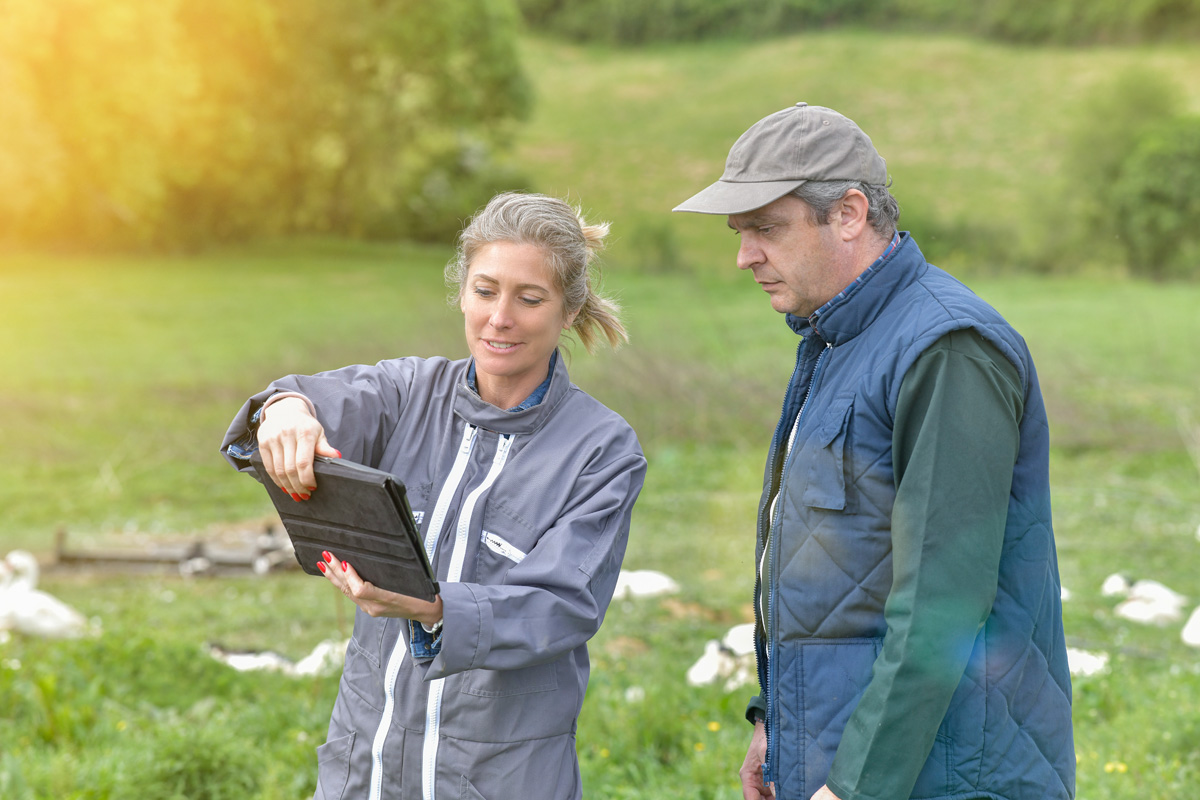 Participation – Agricultural breeders analyze the growth of their ducks on a digital tablet in the middle of the animals.