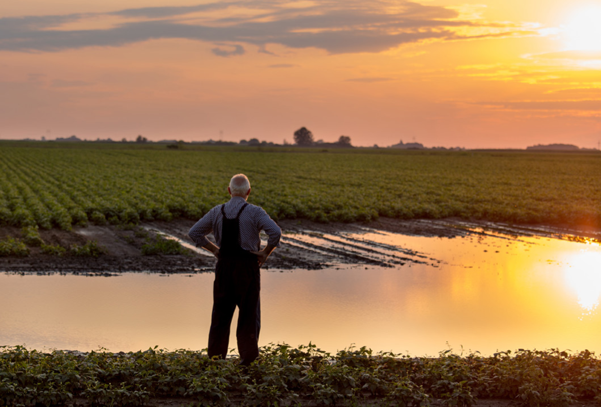 Figure 5 – Man looking at a flooded section of a cultivated field