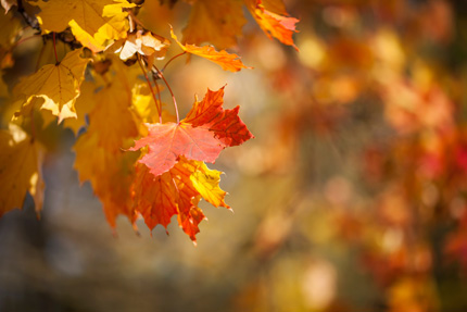 Gros plan de feuilles d’érable aux couleurs d’automne sous le soleil