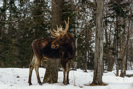 A young moose walks through a snowy forest