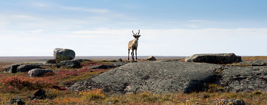 A young caribou traverses the tundra